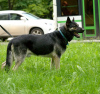Photos supplémentaires: Grand, chien de berger d'Europe de l'Est, âgé de 4,5 ans. Vous cherchez une