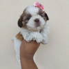 Photo №1. shih tzu - à vendre en ville de Richmond | 331€ | Annonce №42827