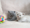 Photo №2 de l'annonce № 83089 de la vente british shorthair - acheter à Allemagne éleveur