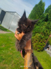 Photo №3. Chaton Maine Coon. Pologne