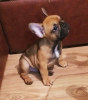 Photos supplémentaires: Chiots bouledogue français