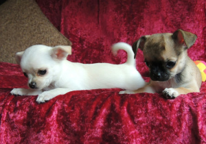 Photo №3. Nous proposons à la vente des chiots Chihuahua aux cheveux courts. Fédération de Russie
