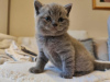 Photo №1. british shorthair - à vendre en ville de Munich | 189€ | Annonce № 92681