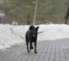 Photo №4. Je vais vendre chien bâtard en ville de Mytishchi. annonce privée - prix - Gratuit
