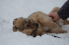 Photos supplémentaires: Donnons les chiots entre de bonnes mains !