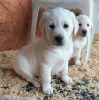 Photo №1. labrador retriever - à vendre en ville de Biržai | 300€ | Annonce №75772