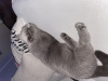 Photo №1. british shorthair - à vendre en ville de Deerlijk | 500€ | Annonce № 87384