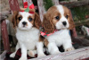 Photo №3. Adorables chiots Cavalier King Charles en adoption gratuite. Allemagne