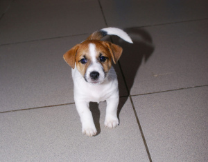 Photo №4. Je vais vendre jack russell terrier en ville de Ekaterinbourg. annonce privée, de la fourrière, éleveur - prix - 309€