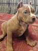 Photo №1. american bully - à vendre en ville de Serpoukhov | négocié | Annonce №100612