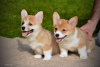 Photos supplémentaires: Chiots Welsh Corgi Pembroke