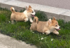 Photo №3. Chiots Welsh Corgi Pembroke. Serbie