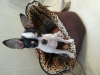 Photo №1. chihuahua - à vendre en ville de Мостиска | négocié | Annonce №10552