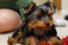 Photo №2 de l'annonce № 100925 de la vente yorkshire terrier - acheter à Allemagne annonce privée