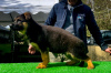 Photo №3. Beaux chiots GSD d'Europe à vendre. Pologne