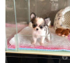 Photo №1. chihuahua - à vendre en ville de Cologne | 350€ | Annonce №87897