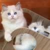 Photo №4. Je vais vendre ragdoll en ville de Калифорния Сити. annonce privée - prix - négocié