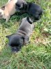 Photo №3. Adorables chiots Carlin à vendre. Allemagne