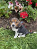 Photo №1. beagle - à vendre en ville de Бохум | Gratuit | Annonce №95587