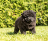 Photos supplémentaires: Les chiots Chow Chow sont maintenant prêts à emménager dans de nouveaux foyers