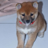 Photo №3. Chiots Shiba Inu de race pure. Allemagne