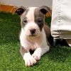 Photo №1. american staffordshire terrier - à vendre en ville de Роттердам | Gratuit | Annonce №53650