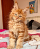 Photo №4. Je vais vendre maine coon en ville de Berlin. éleveur - prix - 300€