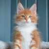 Photo №2 de l'annonce № 117405 de la vente maine coon - acheter à Belgique 