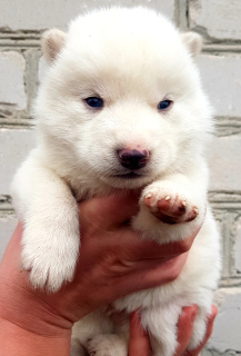 Photo №4. Je vais vendre husky de sibérie en ville de Yelets. éleveur - prix - 282€