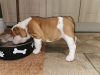 Photo №1. bulldog anglais - à vendre en ville de Guildford | 450€ | Annonce №115404