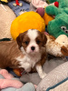 Photo №2 de l'annonce № 100242 de la vente cavalier king charles spaniel - acheter à Allemagne annonce privée, éleveur