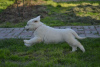 Photos supplémentaires: Chiots de race Chuvach slovaque