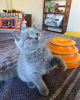 Photo №1. british shorthair - à vendre en ville de Anderlecht | Gratuit | Annonce № 116714