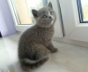 Photo №2 de l'annonce № 123662 de la vente british shorthair - acheter à Allemagne annonce privée