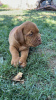 Photos supplémentaires: Chiots Dogue de Bordeaux