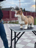 Photo №4. Je vais vendre welsh corgi en ville de Berlin. de la fourrière - prix - 1200€