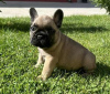 Photos supplémentaires: Chiots bouledogue français à vendre