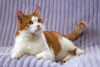 Photo №3. Souris de chat intelligent et beau tricolore. Fédération de Russie