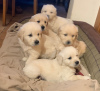 Photo №4. Je vais vendre golden retriever en ville de Chelyabinsk. annonce privée, éleveur - prix - 450€