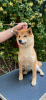 Photo №1. shiba - à vendre en ville de Гулькевичи | négocié | Annonce №105697