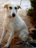 Photos supplémentaires: Un chien absolument incroyable Firefly cherche sa famille !