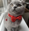 Photo №1. british shorthair - à vendre en ville de Munich | 473€ | Annonce № 103833