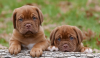 Photo №1. dogue de bordeaux - à vendre en ville de Stockholm | négocié | Annonce №96299