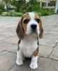 Photo №1. beagle - à vendre en ville de Aachen | 376€ | Annonce №127638