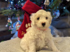 Photo №1. bichon maltais - à vendre en ville de Erie | 284€ | Annonce №83958