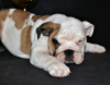 Photos supplémentaires: Bulldog anglais