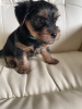 Photo №2 de l'annonce № 66421 de la vente yorkshire terrier - acheter à USA annonce privée