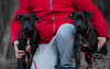 Photo №1. american pit bull terrier - à vendre en ville de Zaporijia | 1000€ | Annonce №15918