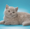 Photo №1. british shorthair - à vendre en ville de Пршибрам | 379€ | Annonce № 123933