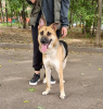 Photo №1. chien bâtard - à vendre en ville de Москва | Gratuit | Annonce №52769